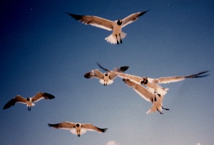 laughing gulls 3