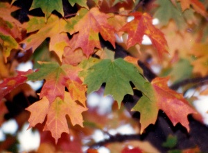 multi-leaves