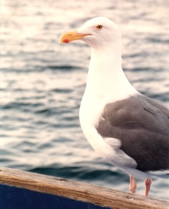 gull close