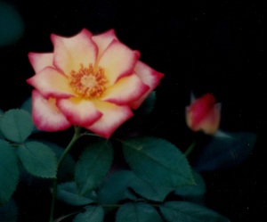 open rose against dark