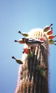 bird on cactus 1
