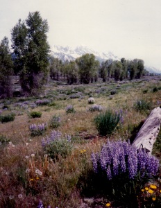 Lupine with the Grand Tetons in the Distance