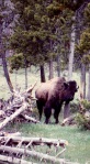 YSNP bison scratch